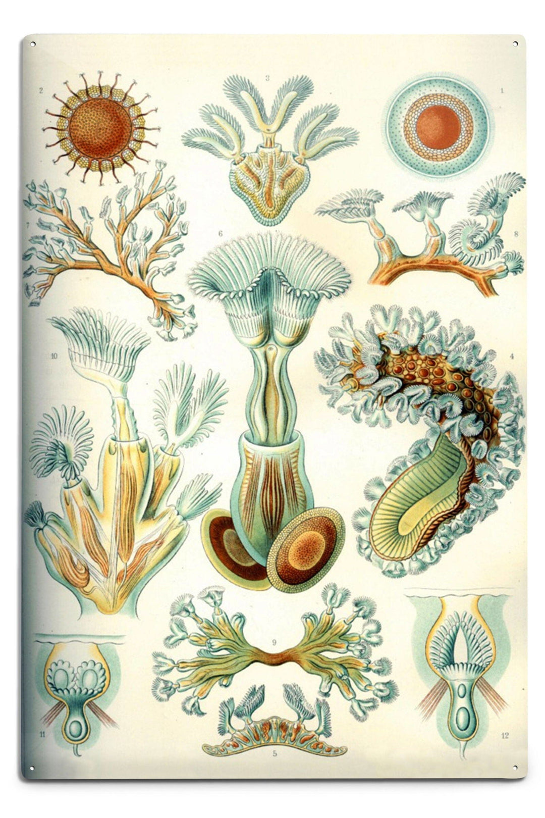 Art Forms of Nature, Bryozoa (light), Ernst Haeckel Artwork, Art & Giclee Prints Art Lantern Press 