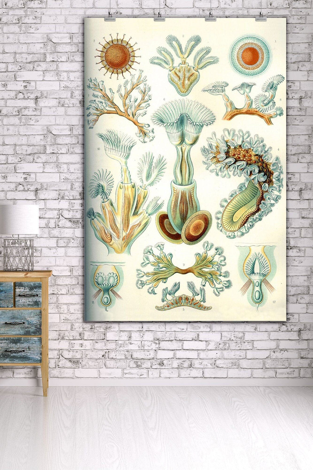 Art Forms of Nature, Bryozoa (light), Ernst Haeckel Artwork, Art & Giclee Prints Art Lantern Press 