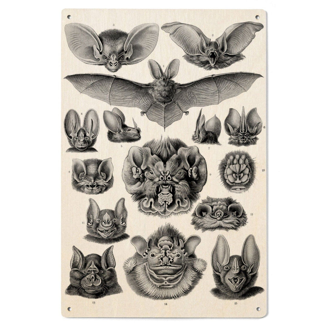 Art Forms of Nature, Chiroptera (Bats), Ernst Haeckel Artwork, Wood Signs and Postcards Wood Lantern Press 