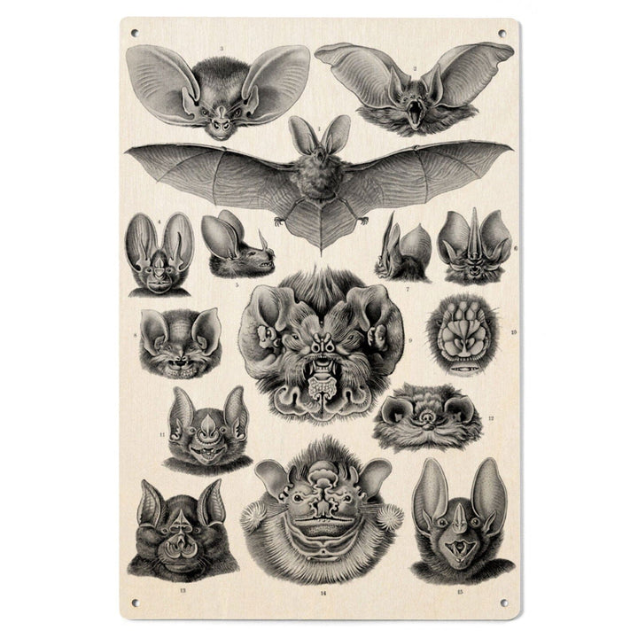 Art Forms of Nature, Chiroptera (Bats), Ernst Haeckel Artwork, Wood Signs and Postcards Wood Lantern Press 