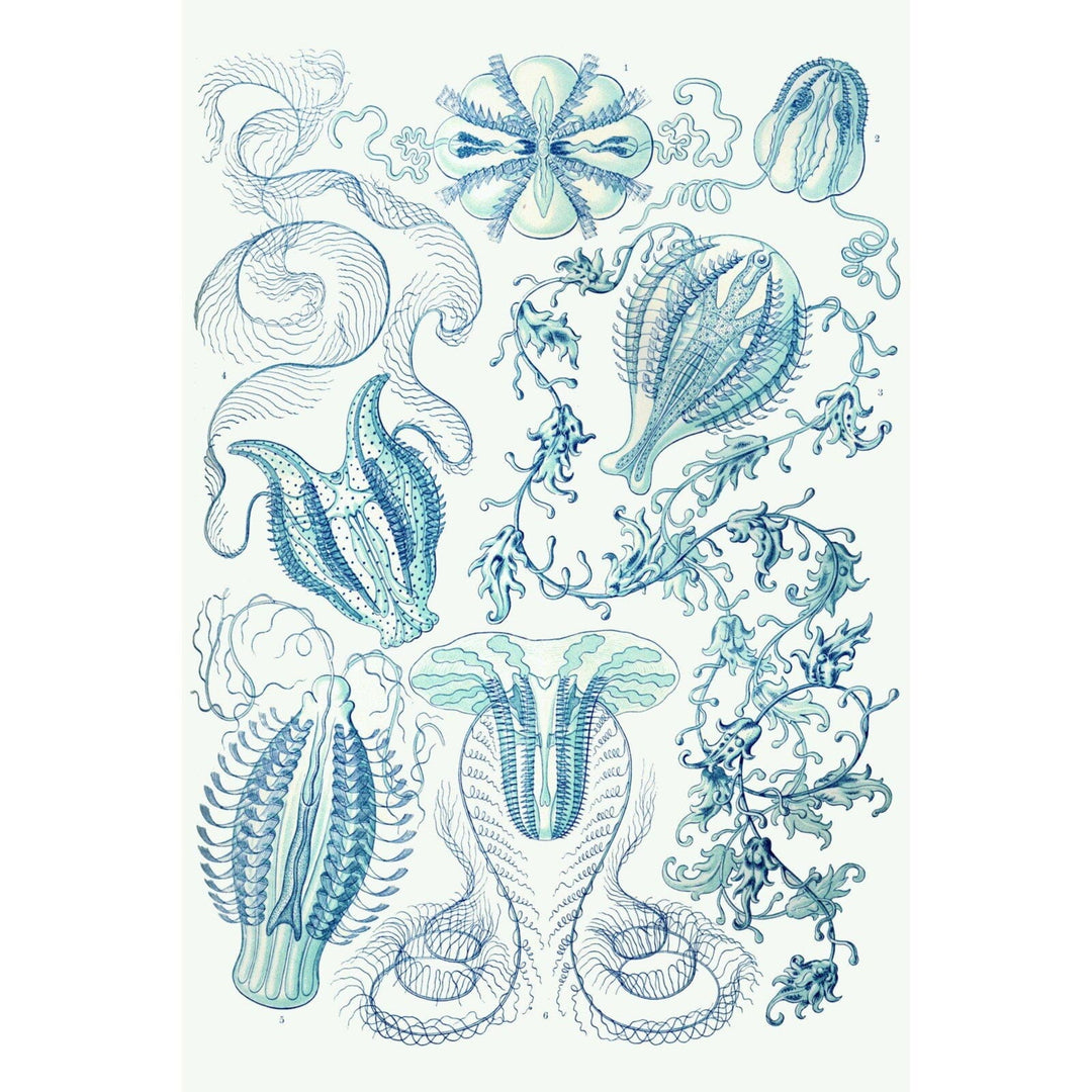 Art Forms of Nature, Ctenophorae, Ernst Haeckel Artwork, Art & Giclee Prints Art Lantern Press 