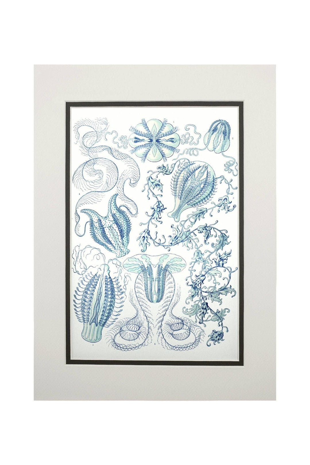 Art Forms of Nature, Ctenophorae, Ernst Haeckel Artwork, Art & Giclee Prints Art Lantern Press 