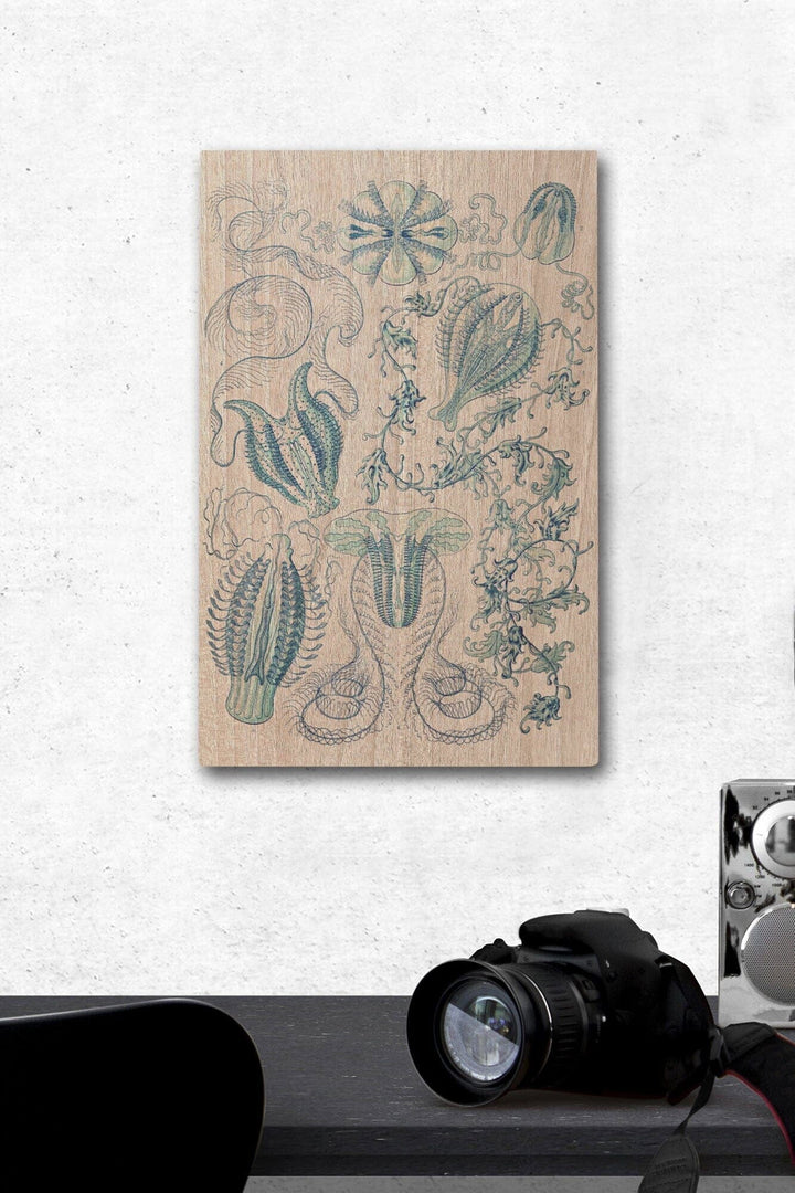 Art Forms of Nature, Ctenophorae, Ernst Haeckel Artwork, Wood Signs and Postcards Wood Lantern Press 12 x 18 Wood Gallery Print 