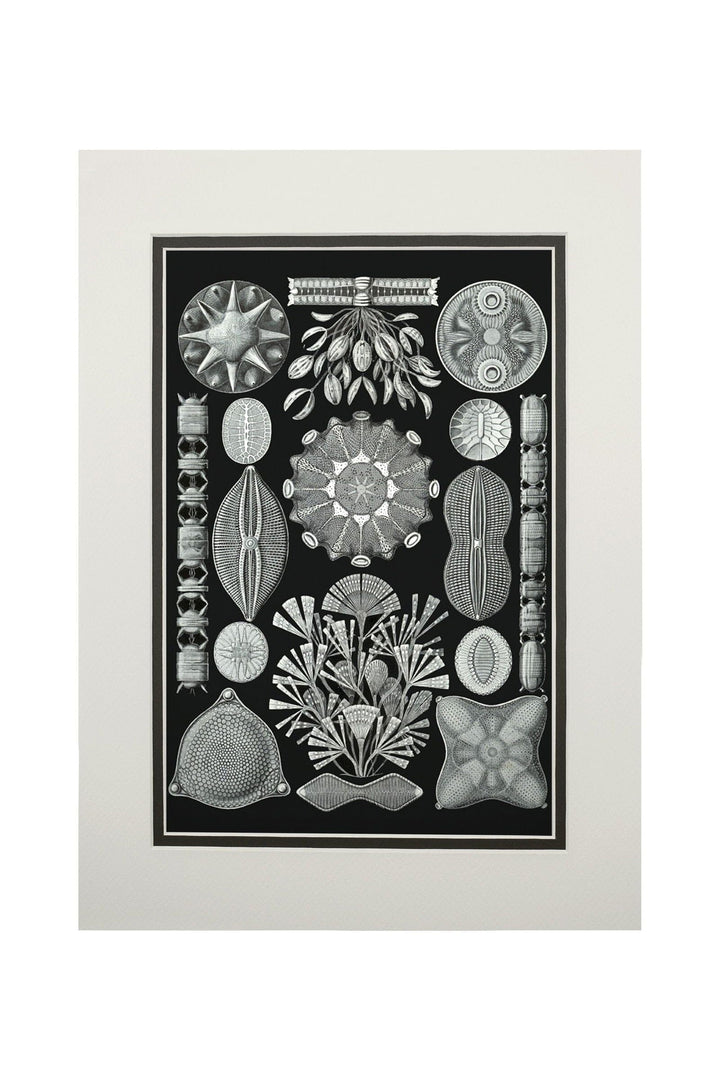 Art Forms of Nature, Diatomea, Ernst Haeckel Artwork, Art & Giclee Prints Art Lantern Press 