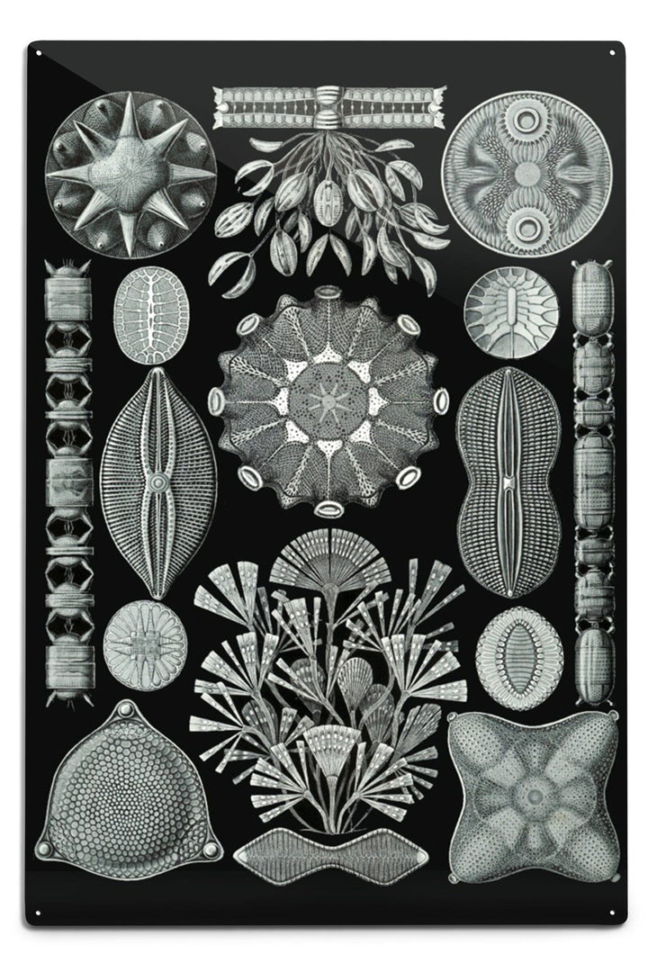 Art Forms of Nature, Diatomea, Ernst Haeckel Artwork, Art & Giclee Prints Art Lantern Press 