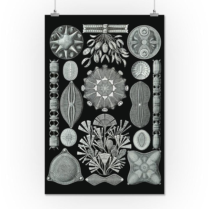 Art Forms of Nature, Diatomea, Ernst Haeckel Artwork, Art & Giclee Prints Art Lantern Press 