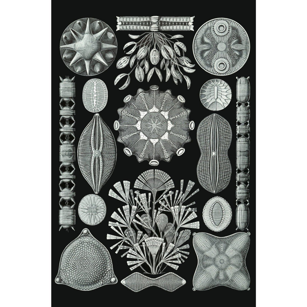 Art Forms of Nature, Diatomea, Ernst Haeckel Artwork, Art & Giclee Prints Art Lantern Press 