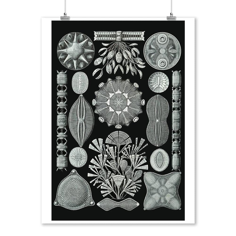 Art Forms of Nature, Diatomea, Ernst Haeckel Artwork, Art & Giclee Prints Art Lantern Press 