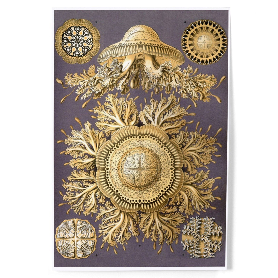 Art Forms of Nature, Discomedusae Yellow (Jellyfish), Ernst Haeckel Artwork, Art & Giclee Prints Art Lantern Press 