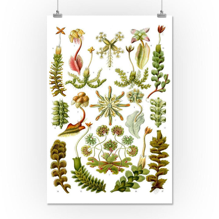 Art Forms of Nature, Hepaticae (Flowers), Ernst Haeckel Artwork, Art & Giclee Prints Art Lantern Press 