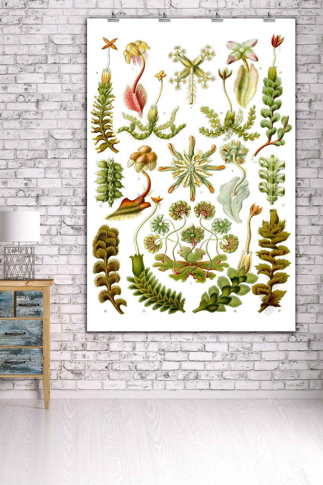 Art Forms of Nature, Hepaticae (Flowers), Ernst Haeckel Artwork, Art & Giclee Prints Art Lantern Press 