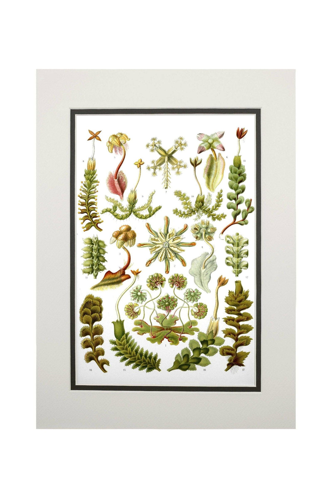 Art Forms of Nature, Hepaticae (Flowers), Ernst Haeckel Artwork, Art & Giclee Prints Art Lantern Press 