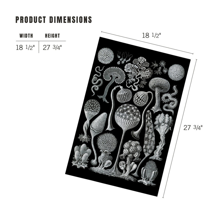 Art Forms of Nature, Mycetozoa (Slime Mold), Ernst Haeckel Artwork, Jigsaw Puzzle Puzzle Lantern Press 