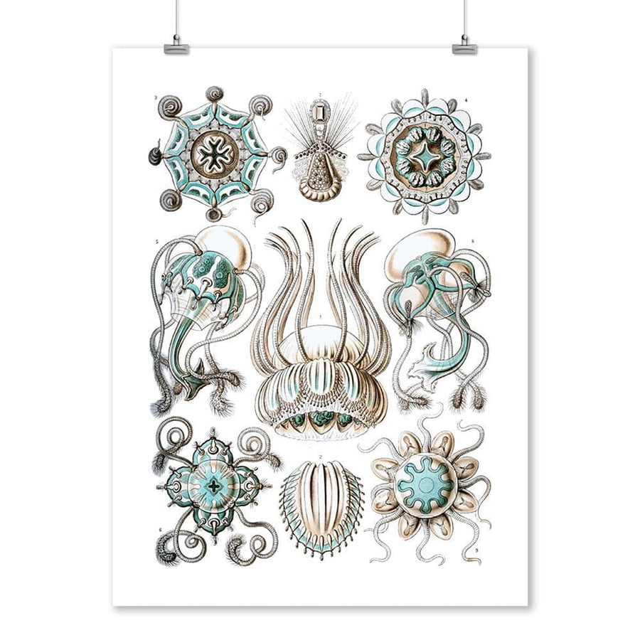 Art Forms of Nature, Narcomedusae, Ernst Haeckel Artwork, Art & Giclee Prints Art Lantern Press 