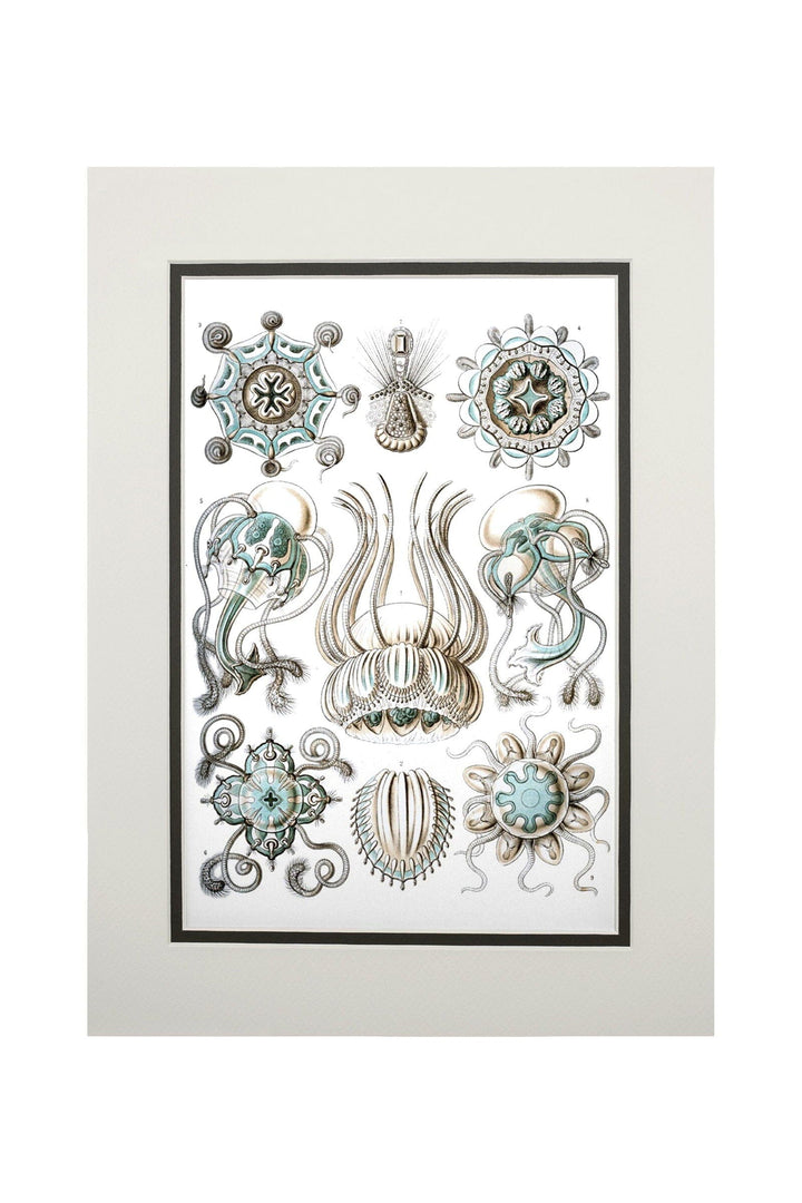 Art Forms of Nature, Narcomedusae, Ernst Haeckel Artwork, Art & Giclee Prints Art Lantern Press 