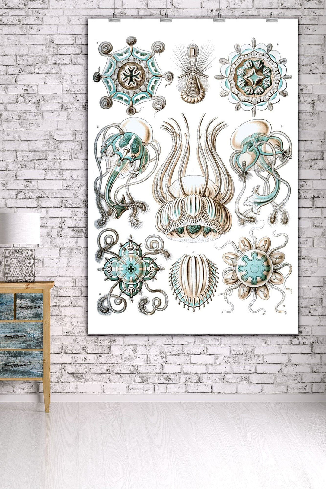 Art Forms of Nature, Narcomedusae, Ernst Haeckel Artwork, Art & Giclee Prints Art Lantern Press 