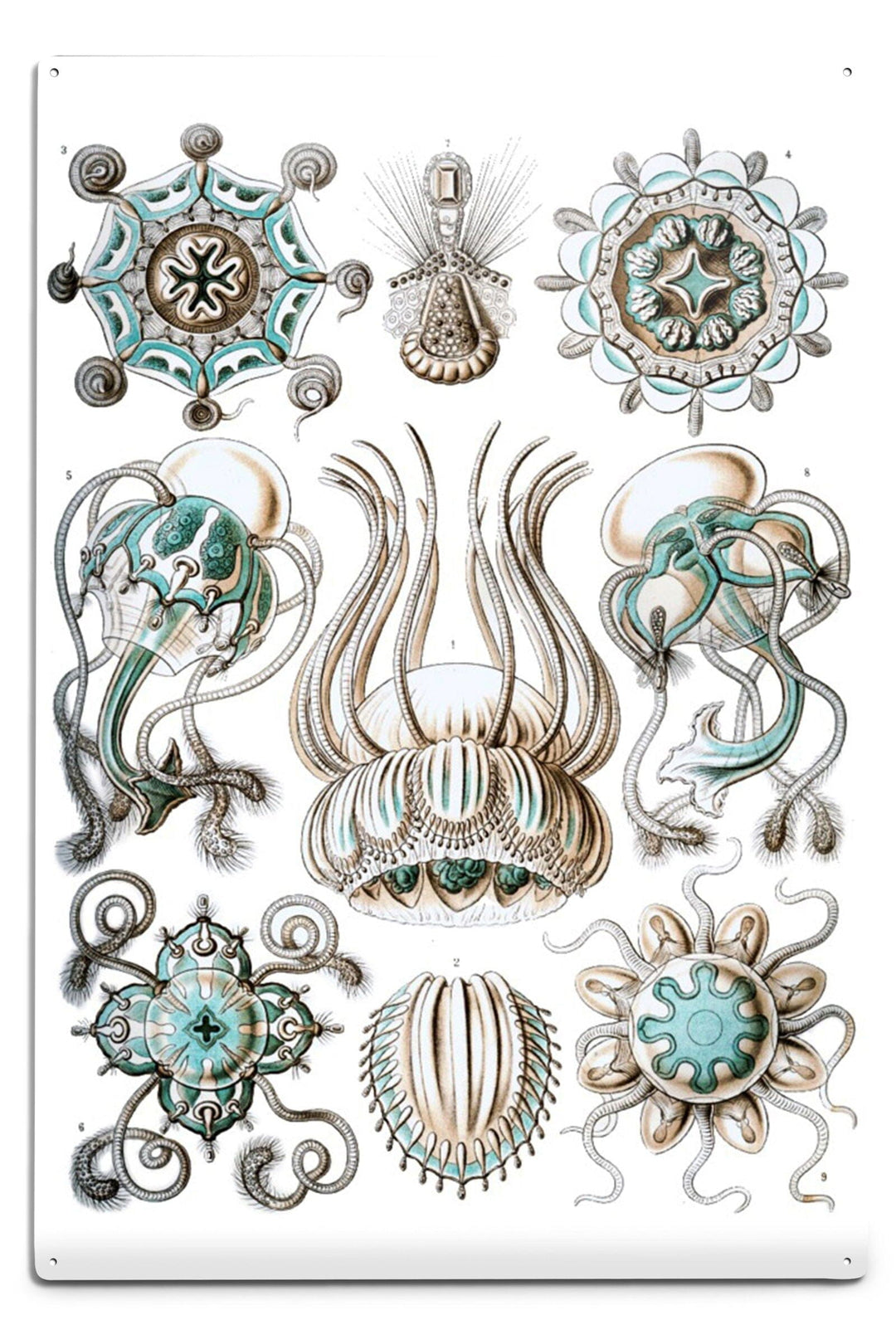 Art Forms of Nature, Narcomedusae, Ernst Haeckel Artwork, Art & Giclee Prints Art Lantern Press 