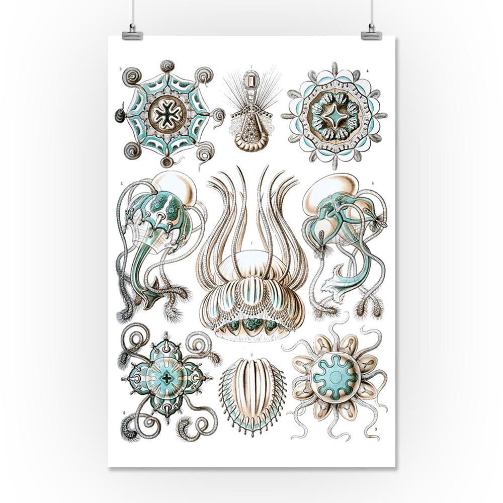 Art Forms of Nature, Narcomedusae, Ernst Haeckel Artwork, Art & Giclee Prints Art Lantern Press 