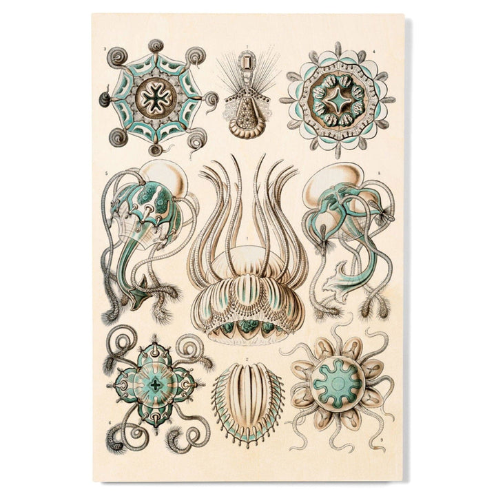 Art Forms of Nature, Narcomedusae, Ernst Haeckel Artwork, Wood Signs and Postcards Wood Lantern Press 