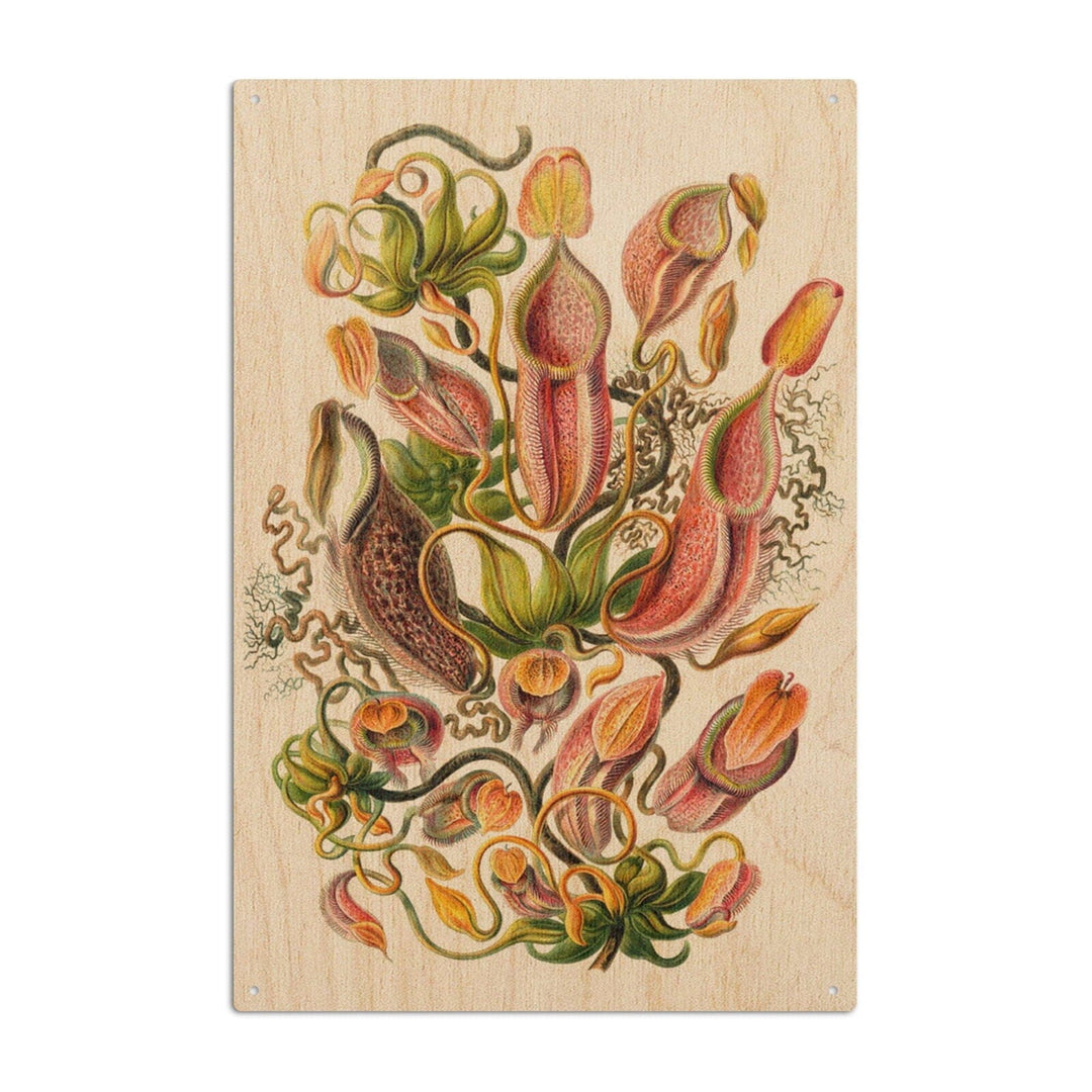 Art Forms of Nature, Nepenthaceae (Plant), Ernst Haeckel Artwork, Wood Signs and Postcards Wood Lantern Press 