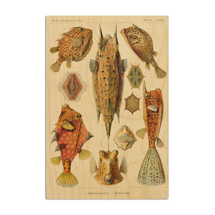 Art Forms of Nature, Ostraciontes (Boxfish), Ernst Haeckel Artwork, Wood Signs and Postcards Wood Lantern Press 