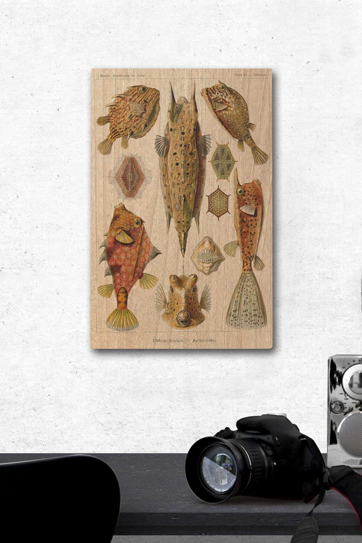 Art Forms of Nature, Ostraciontes (Boxfish), Ernst Haeckel Artwork, Wood Signs and Postcards Wood Lantern Press 