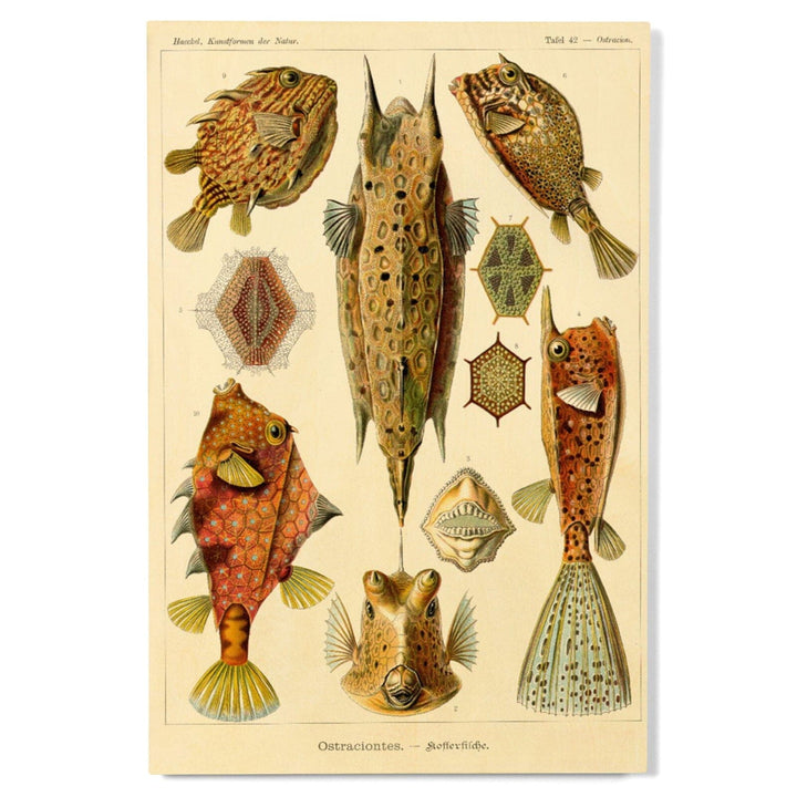 Art Forms of Nature, Ostraciontes (Boxfish), Ernst Haeckel Artwork, Wood Signs and Postcards Wood Lantern Press 