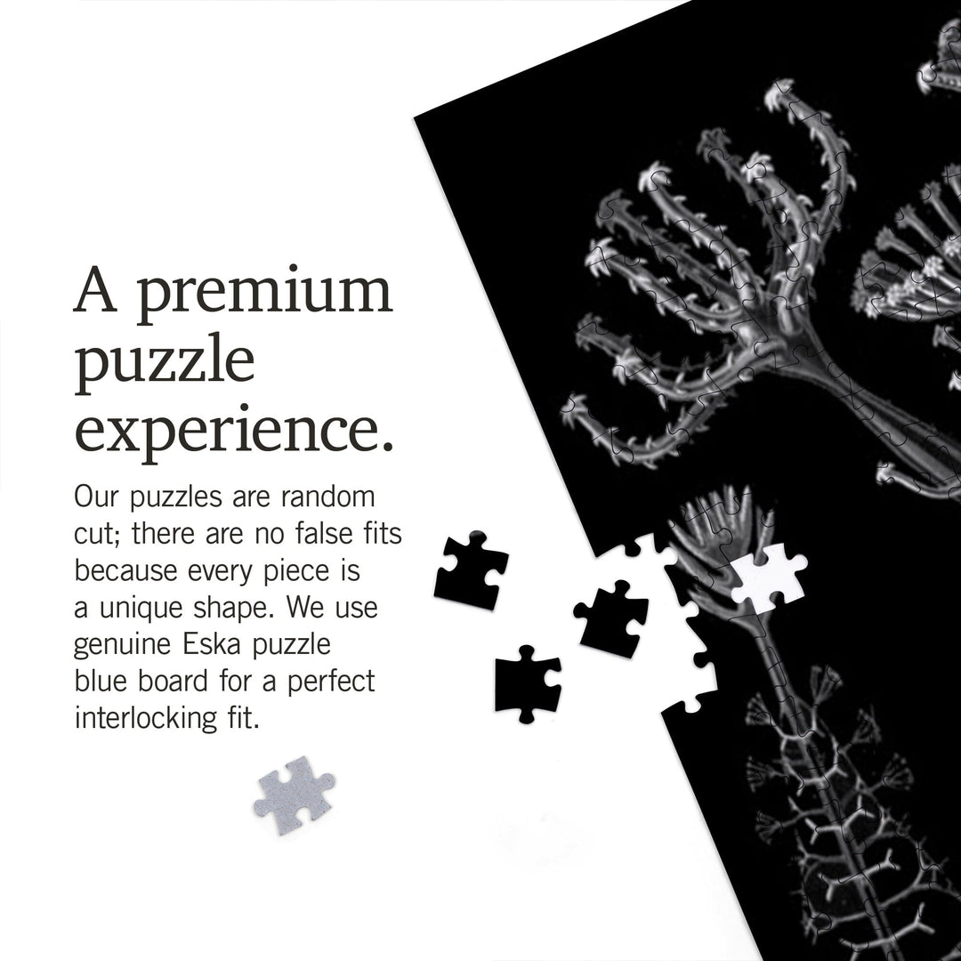 Art Forms of Nature, Phaeodaria, Ernst Haeckel Artwork, Jigsaw Puzzle Puzzle Lantern Press 