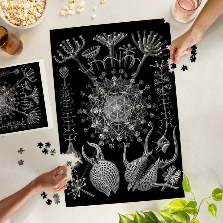 Art Forms of Nature, Phaeodaria, Ernst Haeckel Artwork, Jigsaw Puzzle Puzzle Lantern Press 