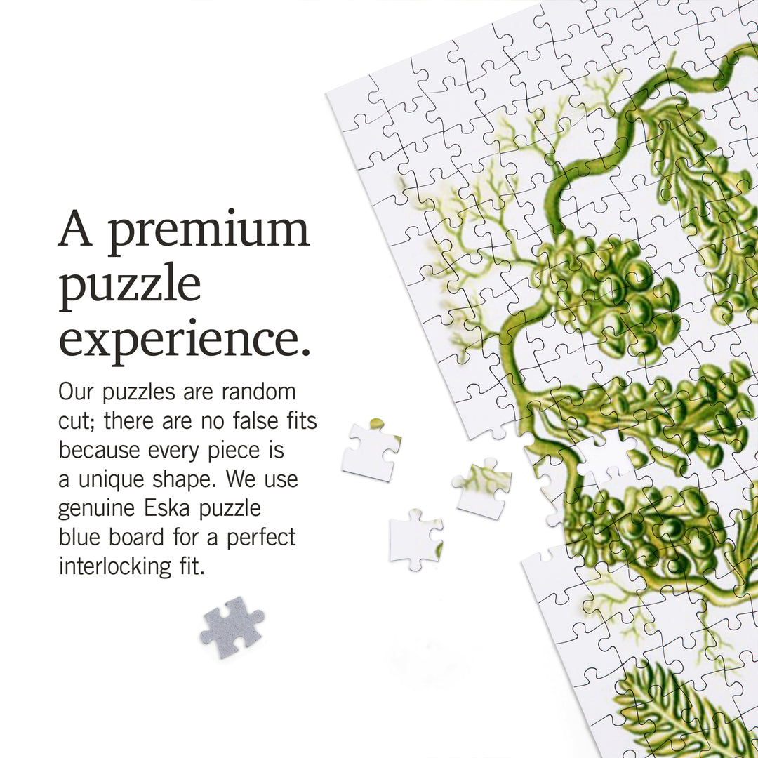Art Forms of Nature, Siphoneae (Algae), Ernst Haeckel Artwork, Jigsaw Puzzle Puzzle Lantern Press 