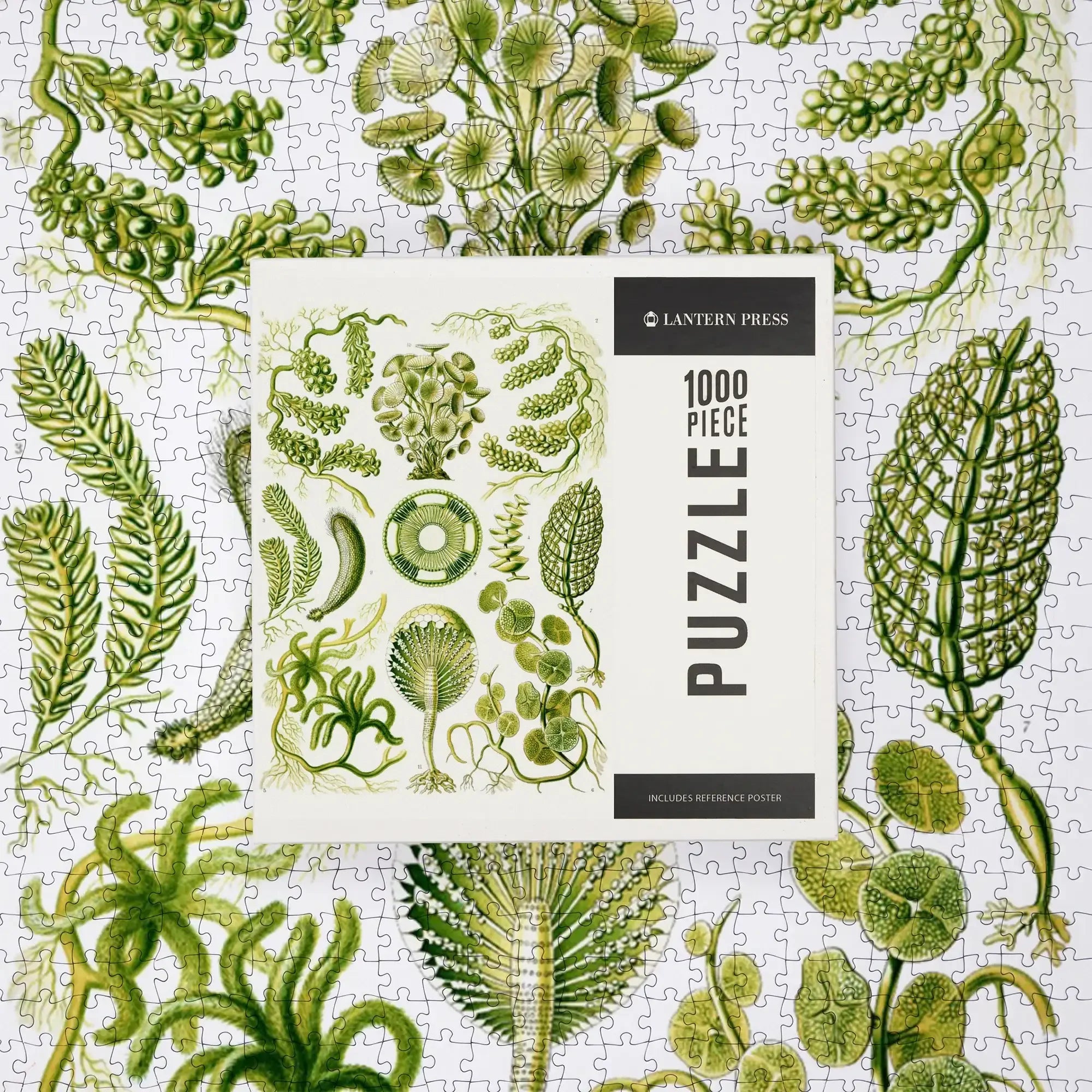 Art Forms of Nature, Siphoneae (Algae), Ernst Haeckel Artwork