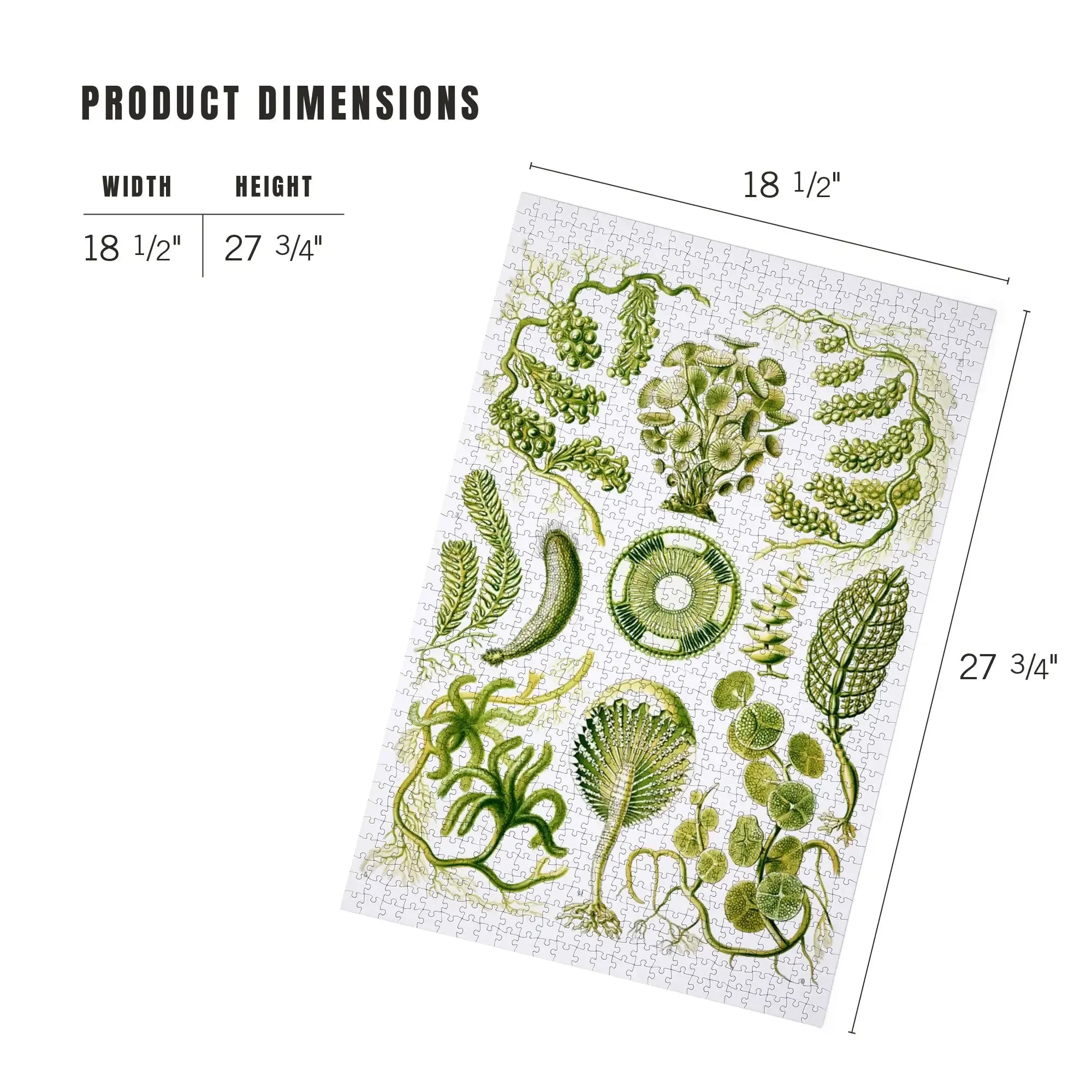 environmental 1 〜4アートブック Art Forms of Nature, Siphoneae (Algae), Ernst Haeckel Artwork
