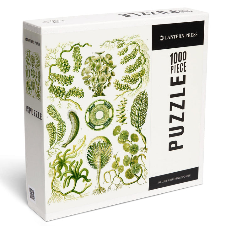 Art Forms of Nature, Siphoneae (Algae), Ernst Haeckel Artwork, Jigsaw Puzzle Puzzle Lantern Press 