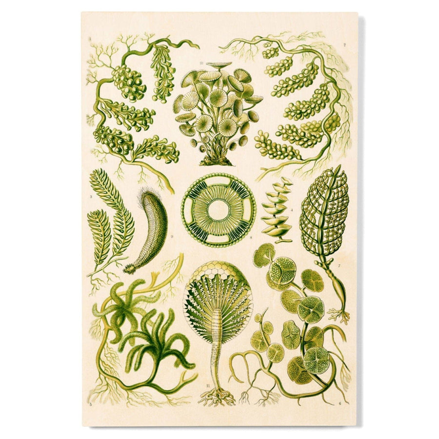 Art Forms of Nature, Siphoneae (Algae), Ernst Haeckel Artwork, Wood Signs and Postcards Wood Lantern Press 