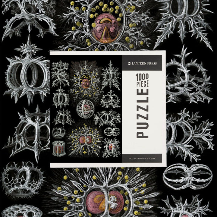 Art Forms of Nature, Stephoidea, Ernst Haeckel Artwork, Jigsaw Puzzle Puzzle Lantern Press 