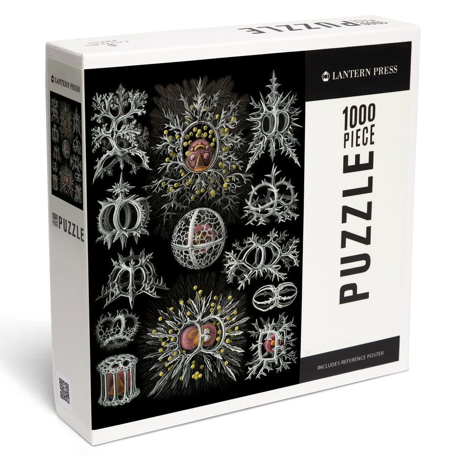 Art Forms of Nature, Stephoidea, Ernst Haeckel Artwork, Jigsaw Puzzle Puzzle Lantern Press 