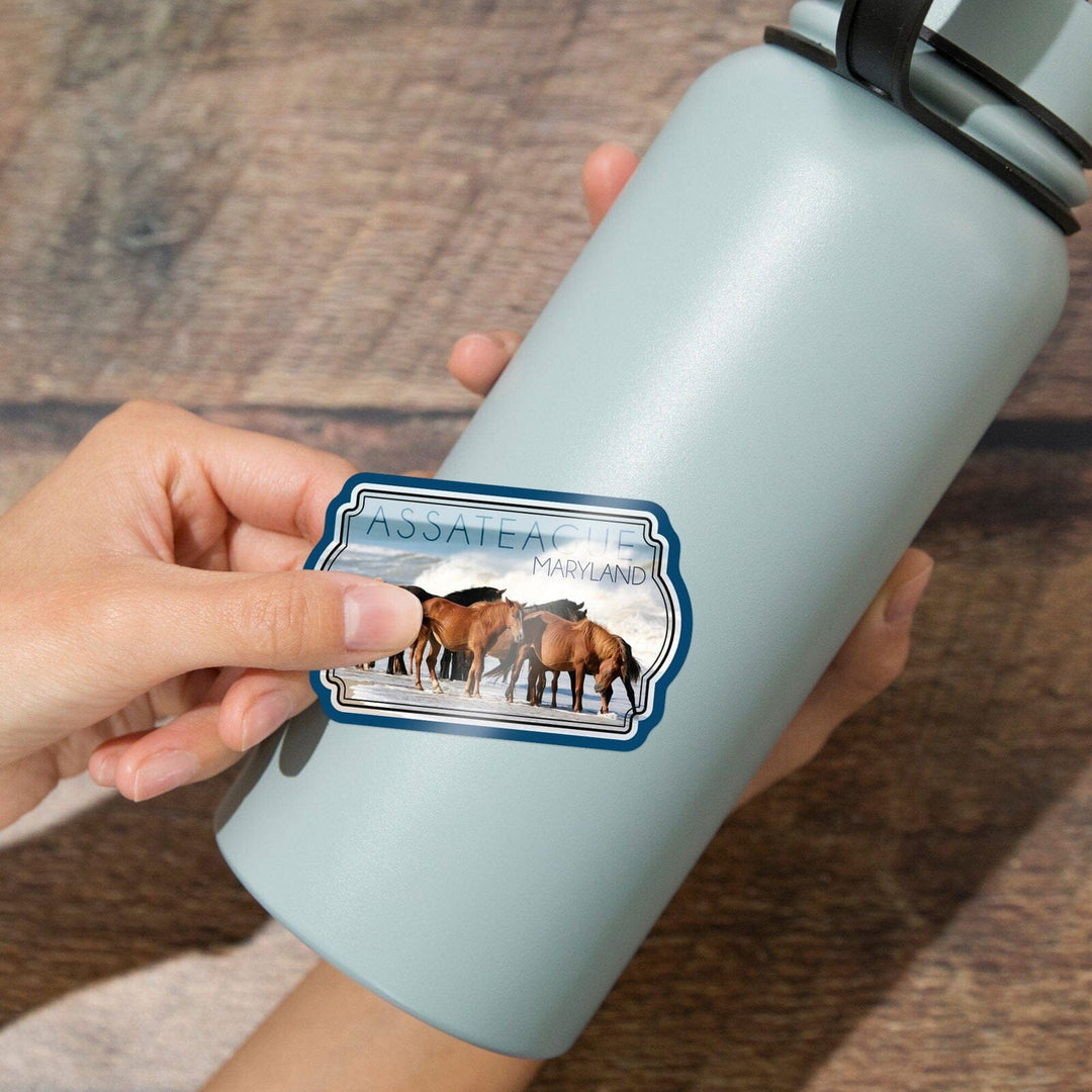 Assateague, Maryland, Horses on Beach, Contour, Lantern Press Photography, Vinyl Sticker Sticker Lantern Press 