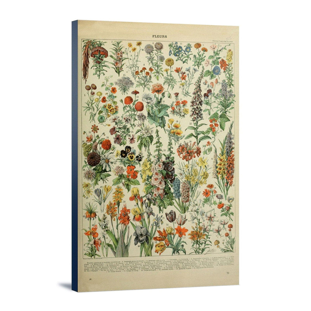 Assorted Flowers, A, Vintage Bookplate, Adolphe Millot Artwork, Stretched Canvas Canvas Lantern Press 12x18 Stretched Canvas 