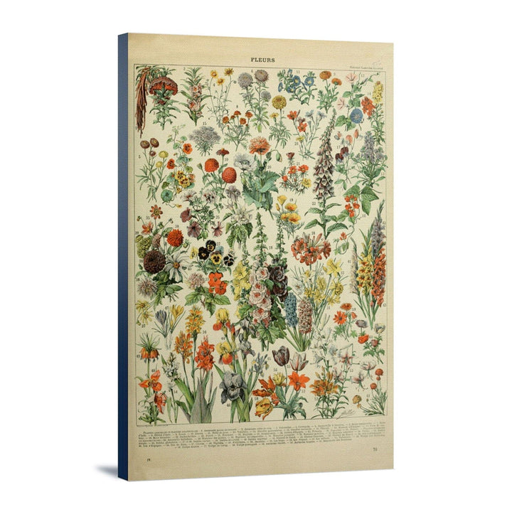 Assorted Flowers, A, Vintage Bookplate, Adolphe Millot Artwork, Stretched Canvas Canvas Lantern Press 24x36 Stretched Canvas 