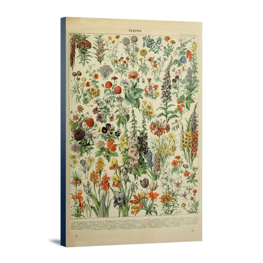 Assorted Flowers, A, Vintage Bookplate, Adolphe Millot Artwork, Stretched Canvas Canvas Lantern Press 