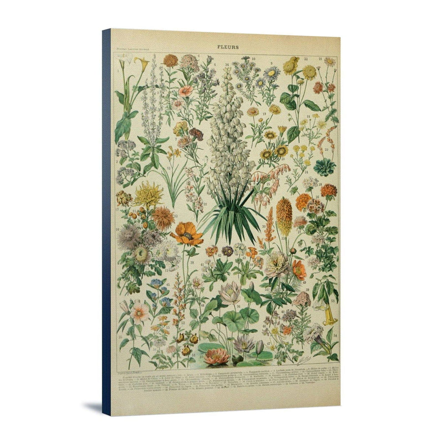 Assorted Flowers, B, Vintage Bookplate, Adolphe Millot Artwork, Stretched Canvas Canvas Lantern Press 