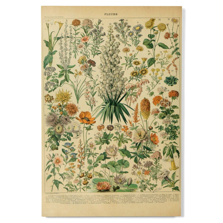 Assorted Flowers, B, Vintage Bookplate, Adolphe Millot Artwork, Wood Signs and Postcards Wood Lantern Press 