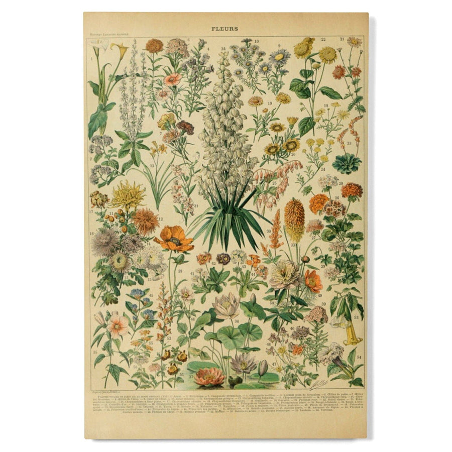 Assorted Flowers, B, Vintage Bookplate, Adolphe Millot Artwork, Wood Signs and Postcards Wood Lantern Press 
