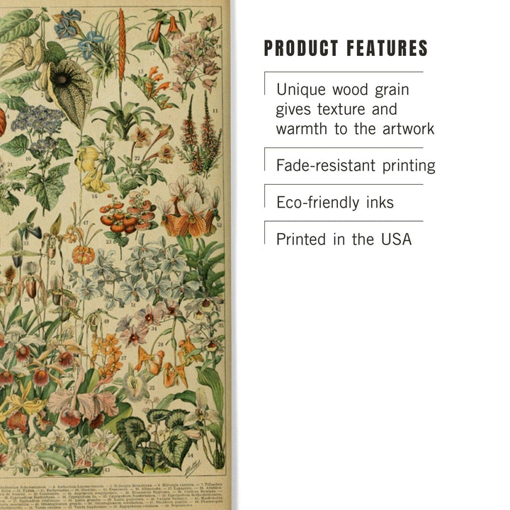Assorted Flowers, D, Vintage Bookplate, Adolphe Millot Artwork, Wood Signs and Postcards Wood Lantern Press 