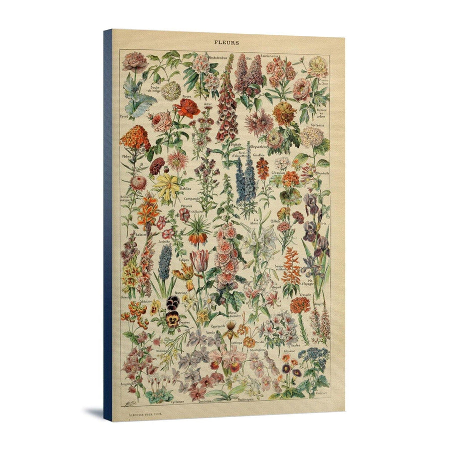 Assorted Flowers, E, Vintage Bookplate, Adolphe Millot Artwork, Stretched Canvas Canvas Lantern Press 