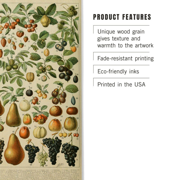 Assorted Fruits, A, Vintage Bookplate, Adolphe Millot Artwork, Wood Signs and Postcards Wood Lantern Press 