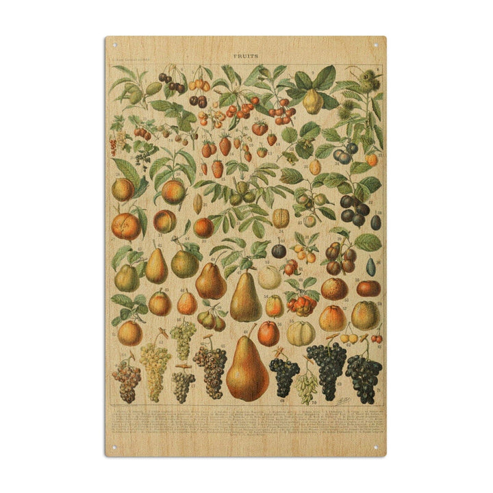 Assorted Fruits, A, Vintage Bookplate, Adolphe Millot Artwork, Wood Signs and Postcards Wood Lantern Press 