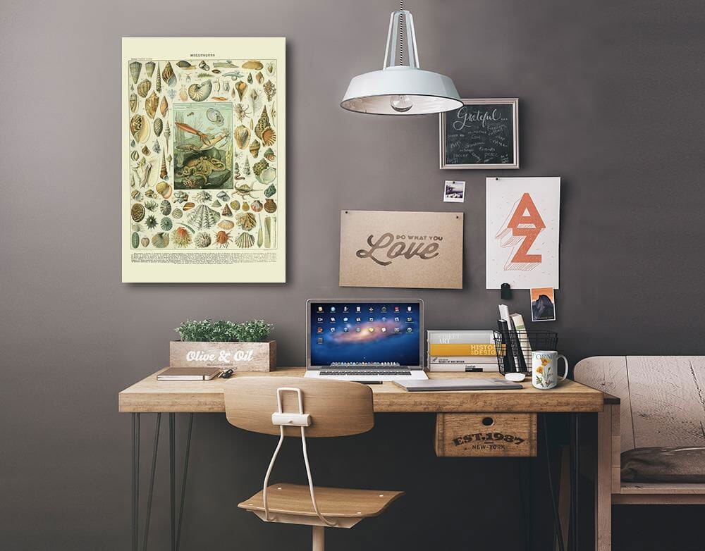 Assorted Shells, A, Vintage Bookplate, Adolphe Millot Artwork, Stretched Canvas Canvas Lantern Press 