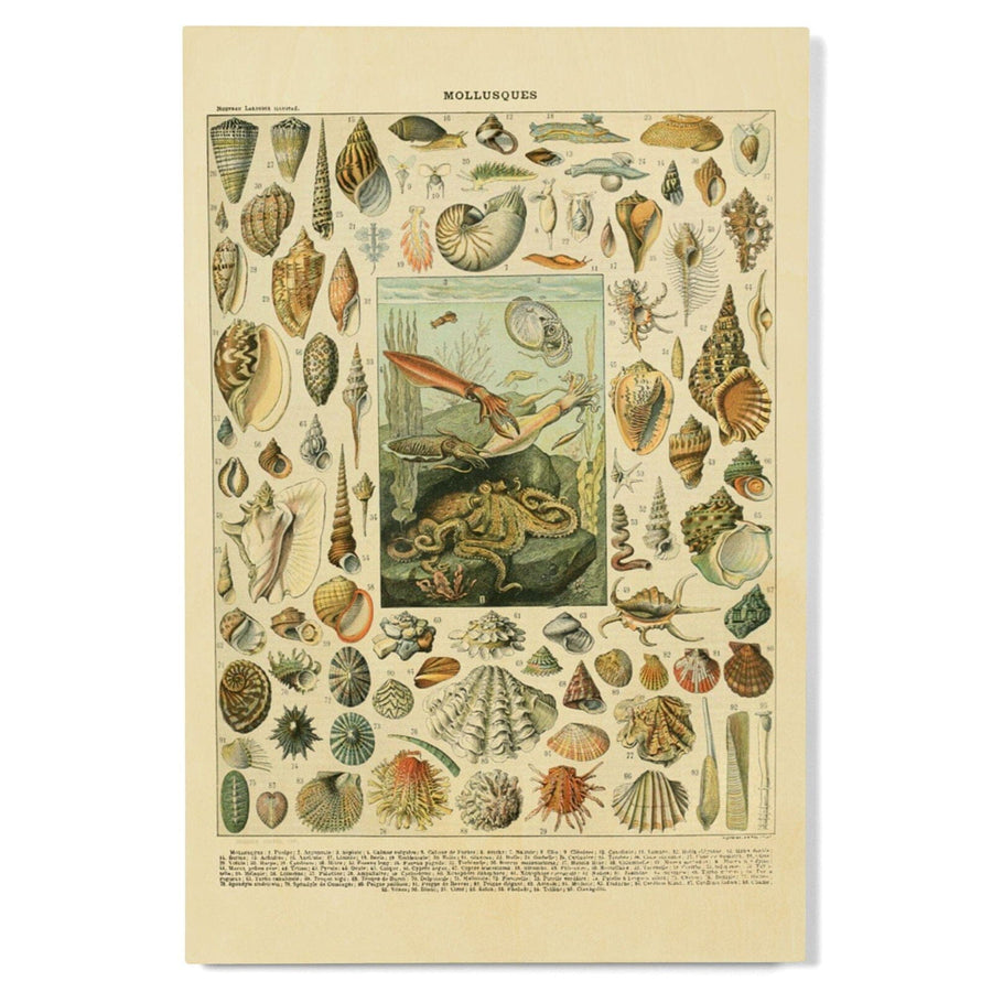 Assorted Shells, A, Vintage Bookplate, Adolphe Millot Artwork, Wood Signs and Postcards Wood Lantern Press 