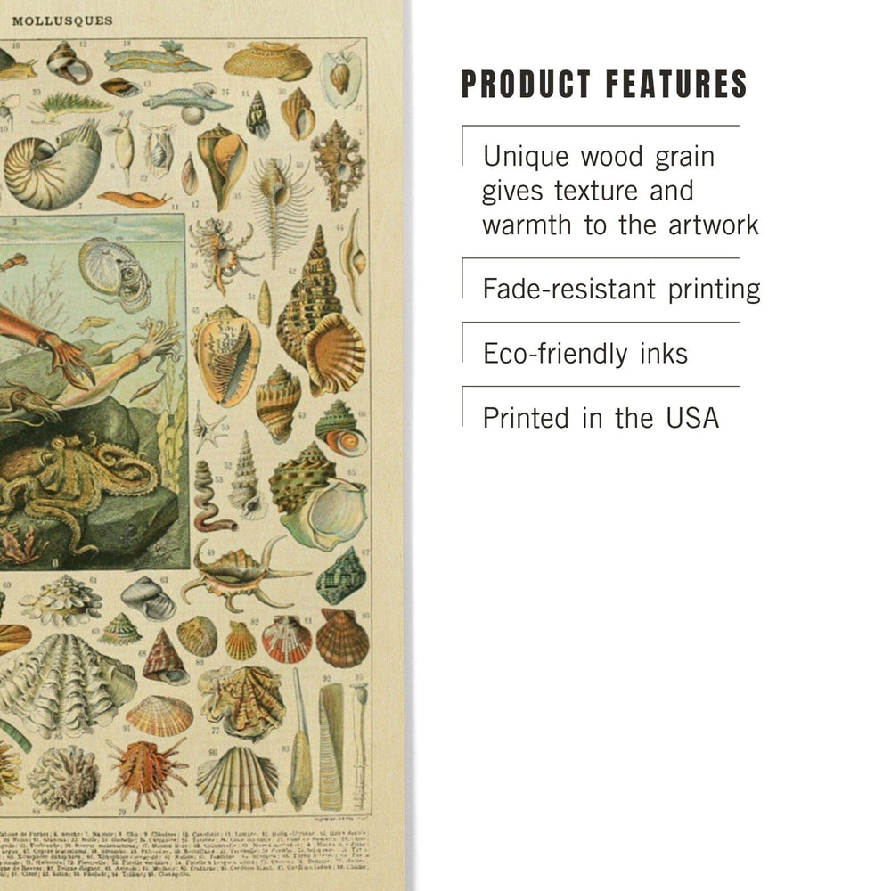 Assorted Shells, A, Vintage Bookplate, Adolphe Millot Artwork, Wood Signs and Postcards Wood Lantern Press 